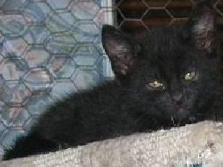 Bruce, Adopted, Senior Male Domestic Short Hair.