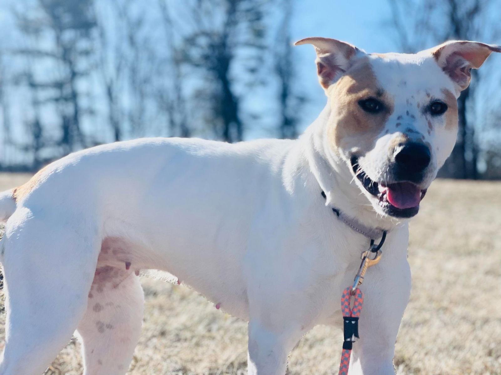 Gabby, Adoptable, Young Female Pit Bull Terrier & Hound.