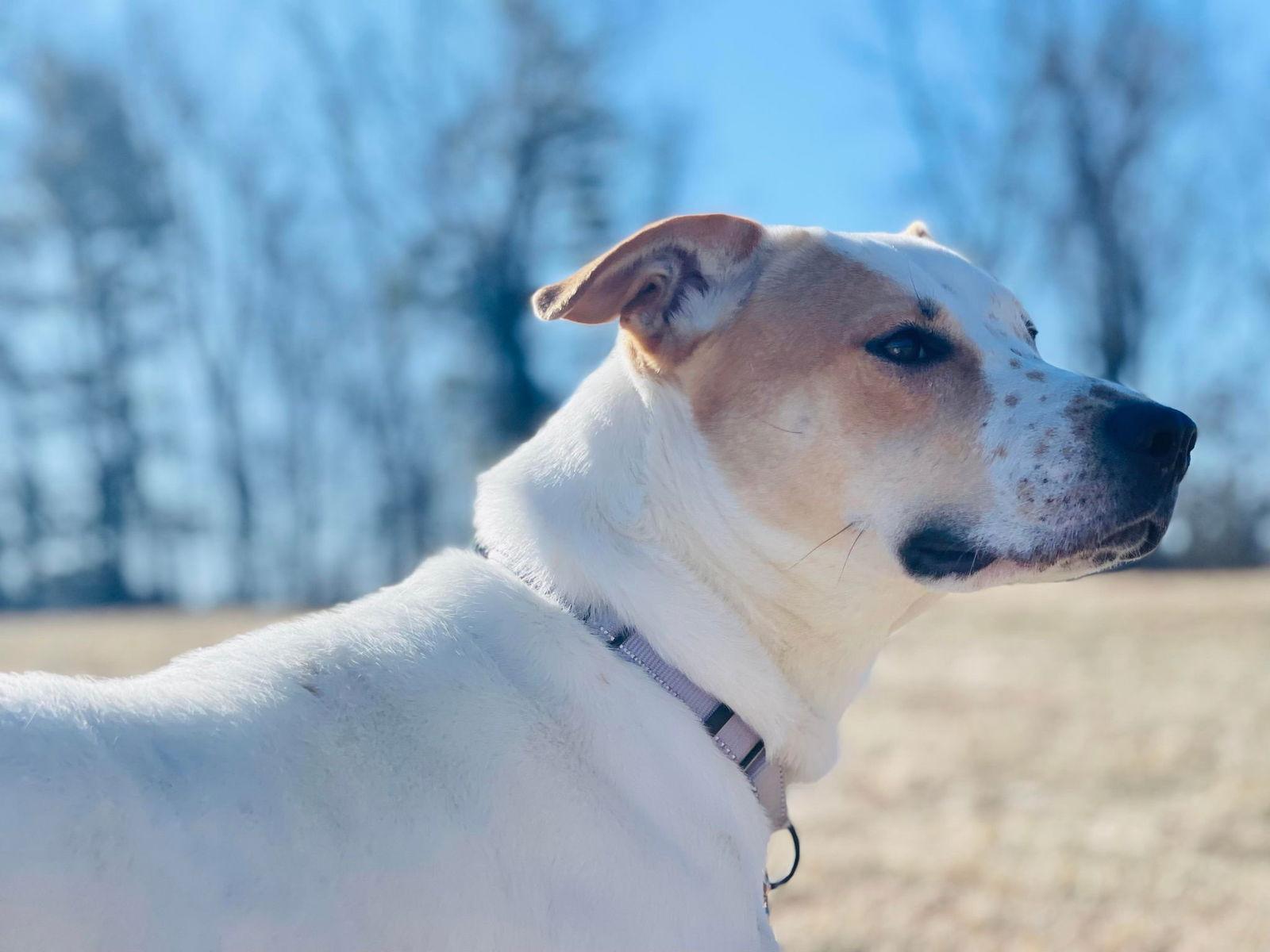 Enlarge Gabby, a Adoptable mixed breed in Arlington, VT image 3/3