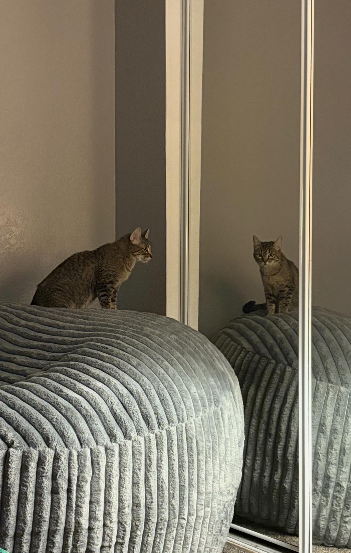 Enlarge Pepper, a Adoptable Domestic Short Hair in Reno, NV image 5/6