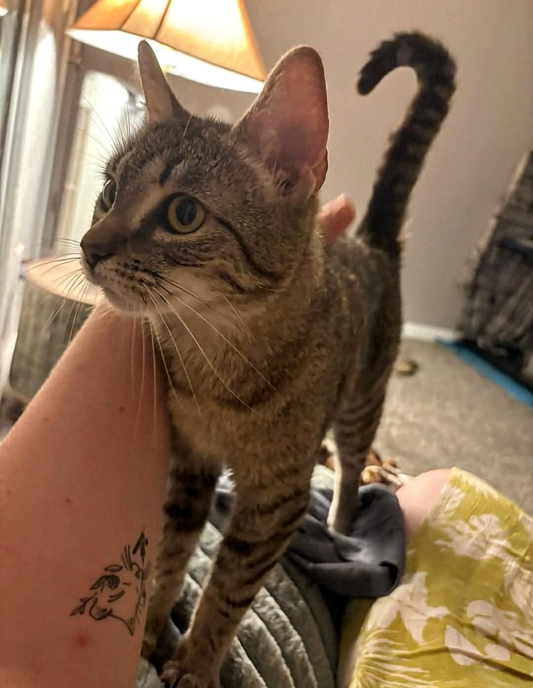 Pepper, Adoptable, Adult Female Domestic Short Hair.