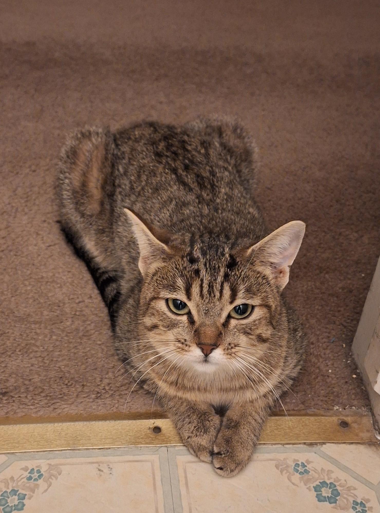 Enlarge Pepper, a Adoptable Domestic Short Hair in Reno, NV image 2/6