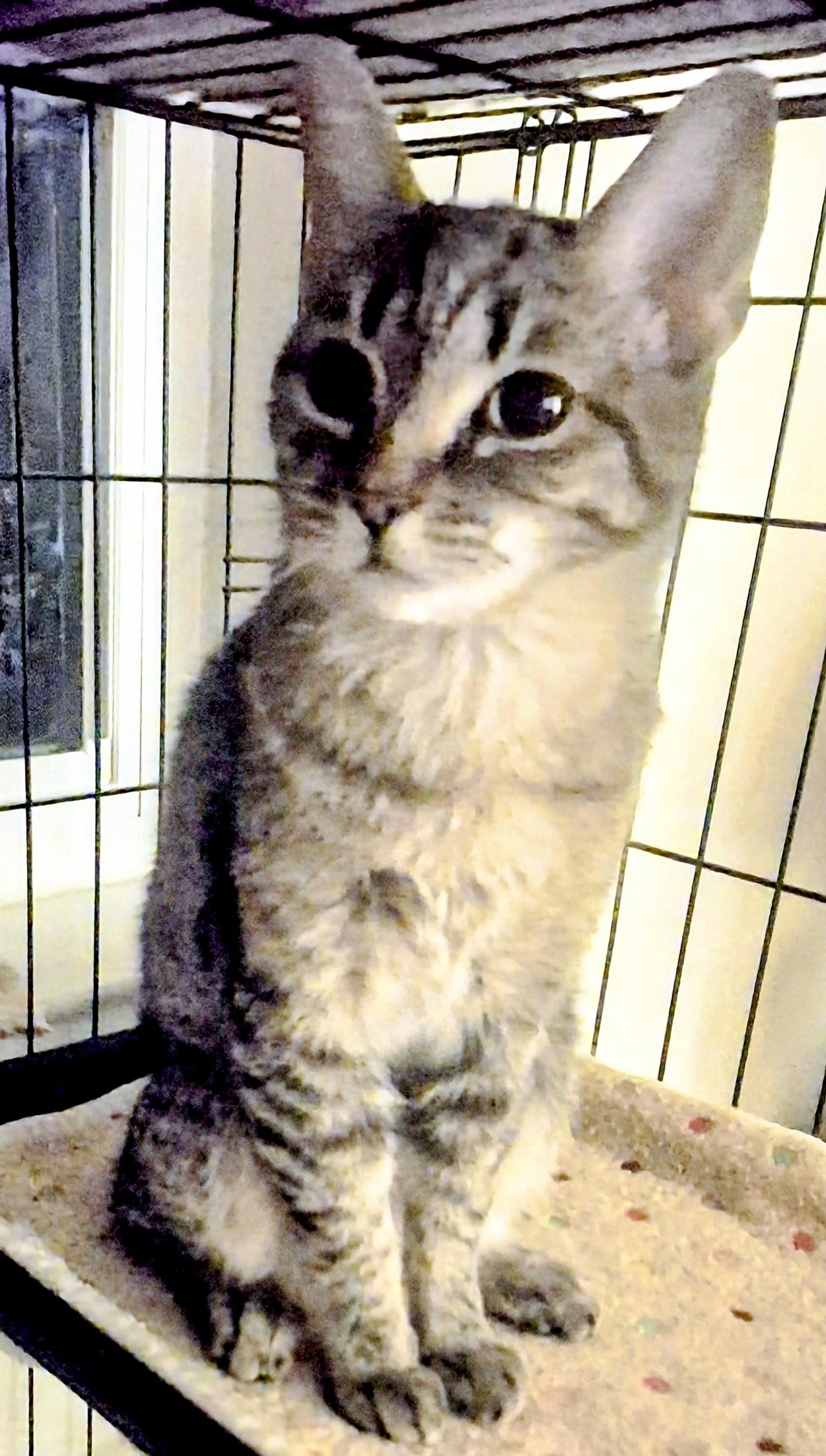 Enlarge Pepper, a Adoptable Domestic Short Hair in Reno, NV image 3/6