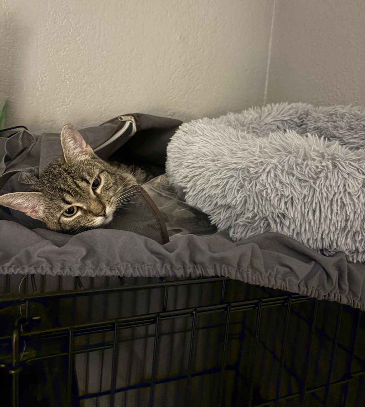 Enlarge Pepper, a Adoptable Domestic Short Hair in Reno, NV image 4/6