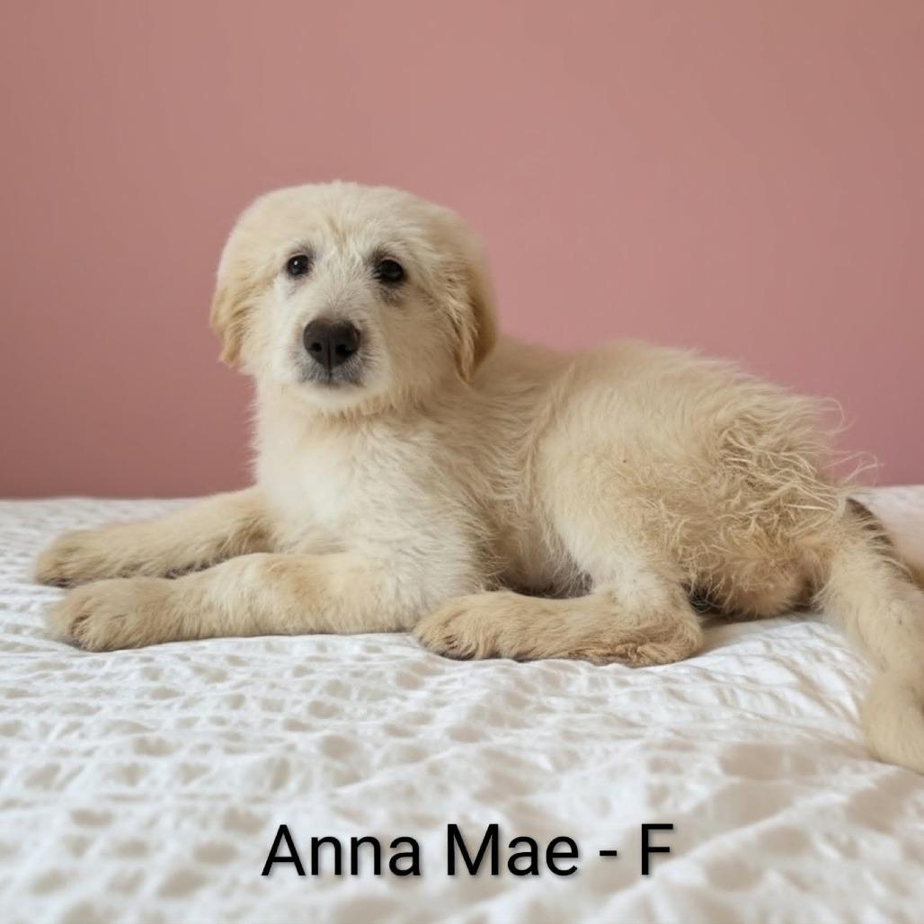 Anna Mae, Adoptable, Puppy Female Great Pyrenees & Sheep Dog.