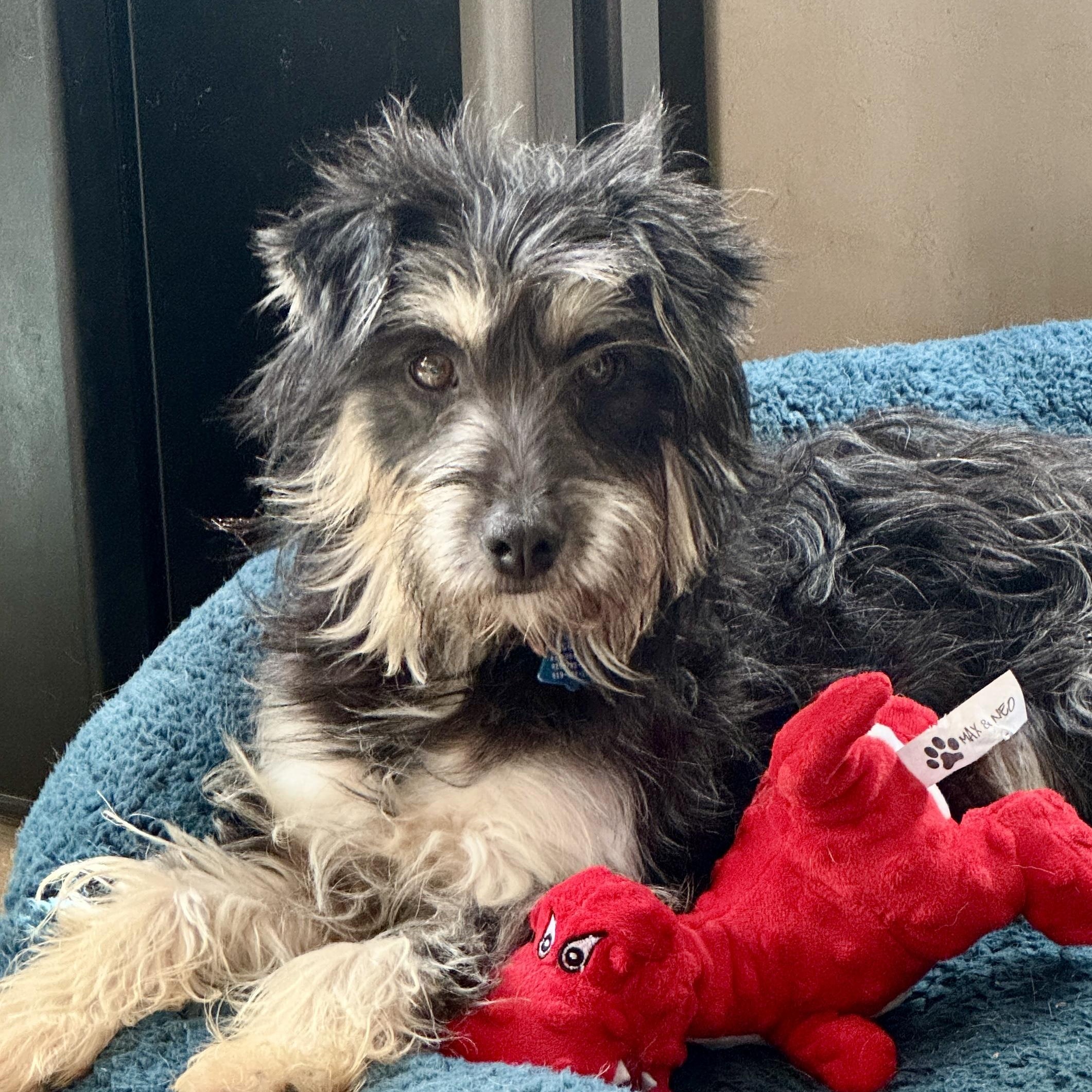 Enlarge Fritzi, an adopted mixed breed in Los Angeles, CA image 3/4