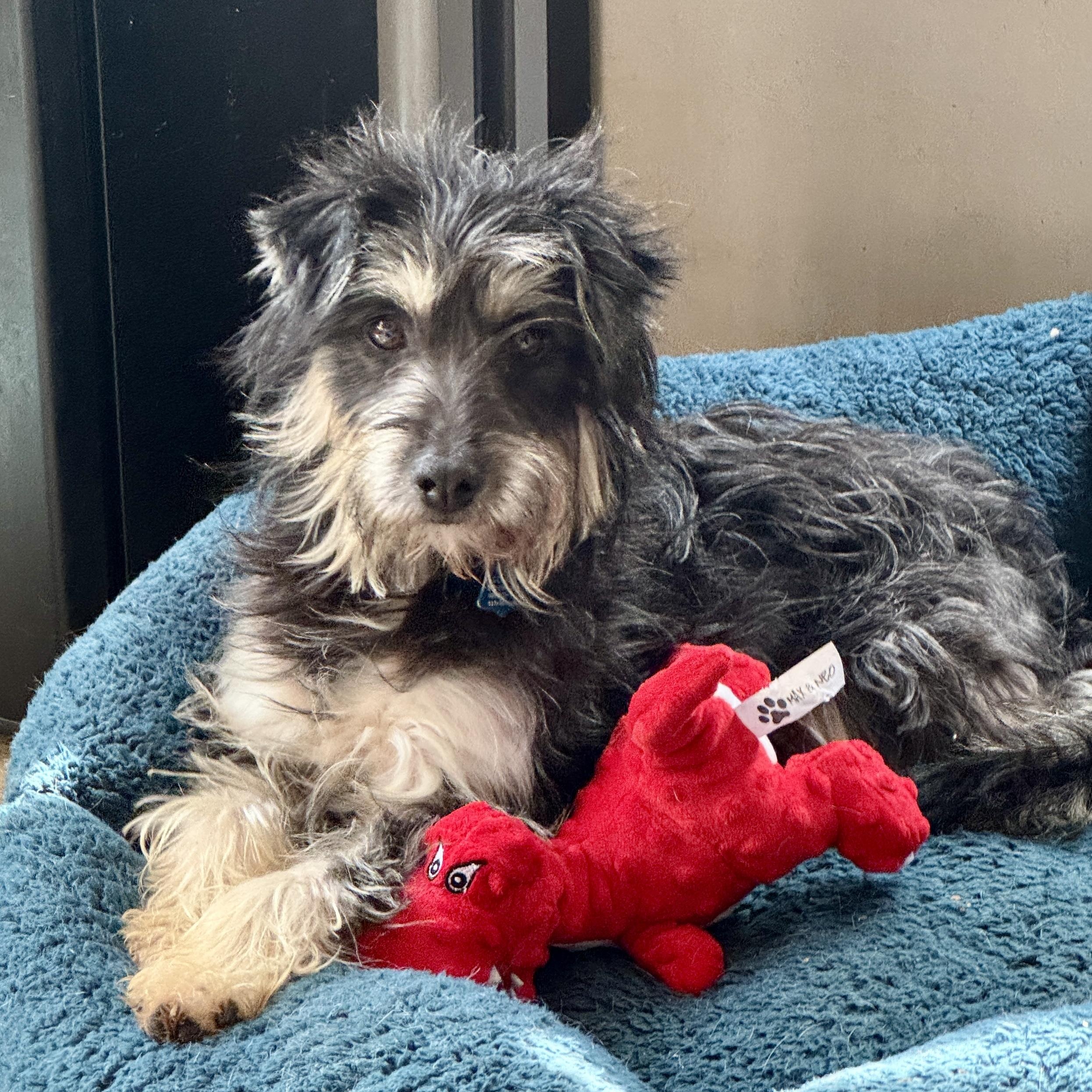 Enlarge Fritzi, an adopted mixed breed in Los Angeles, CA image 2/4