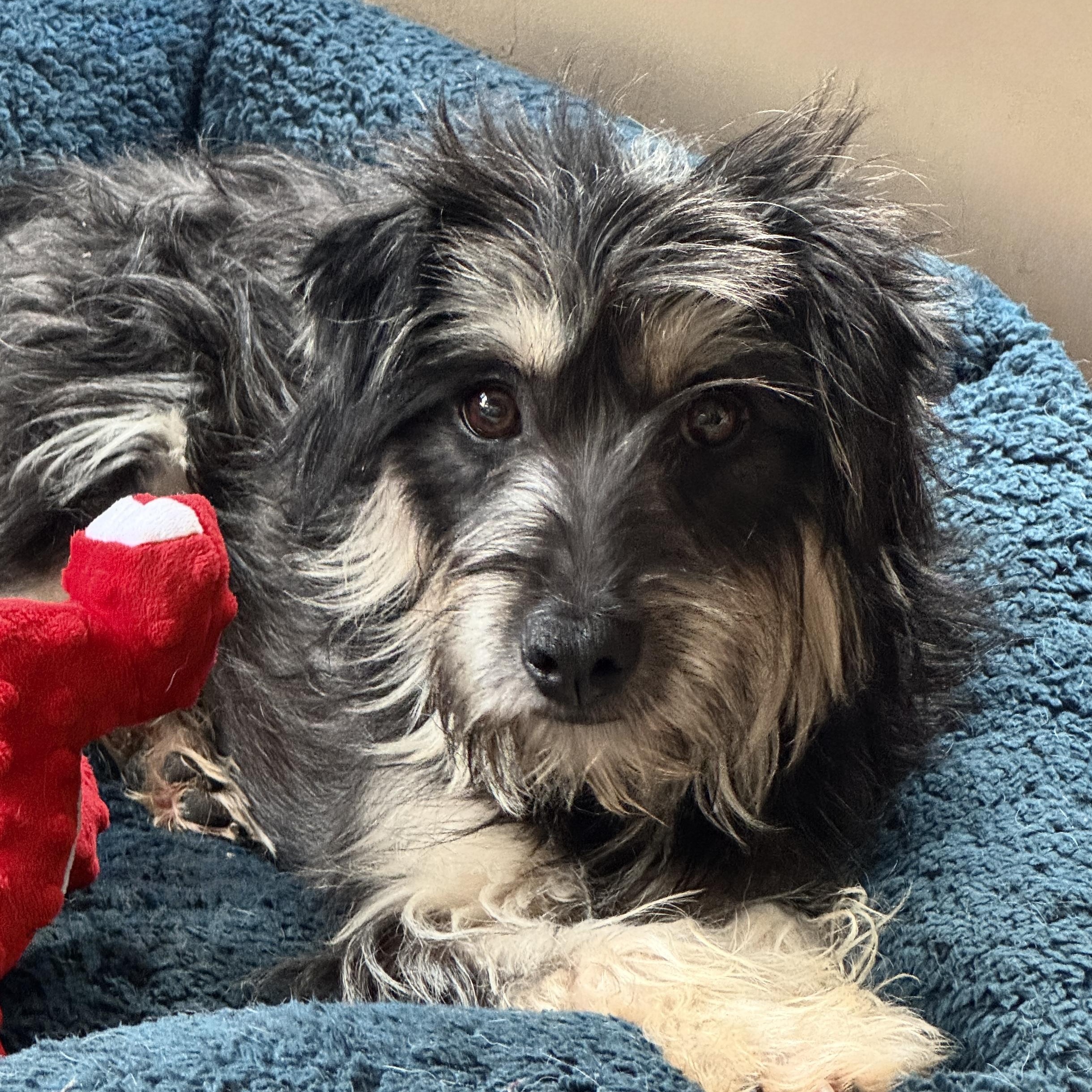 Enlarge Fritzi, an adopted mixed breed in Los Angeles, CA image 1/4