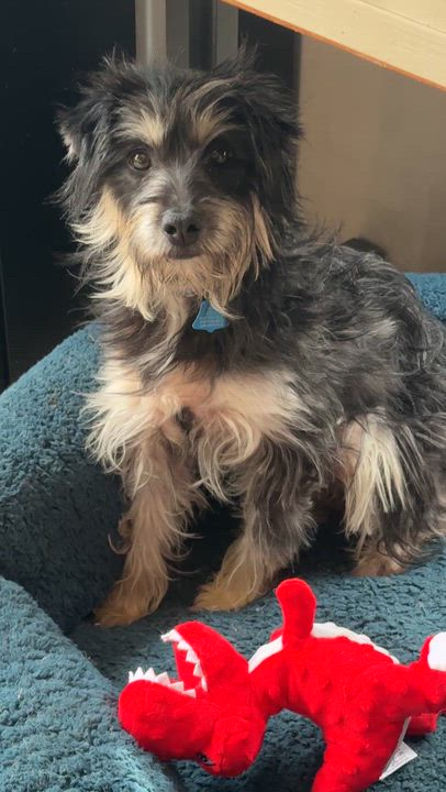 Enlarge Fritzi, an adopted mixed breed in Los Angeles, CA video 4/4