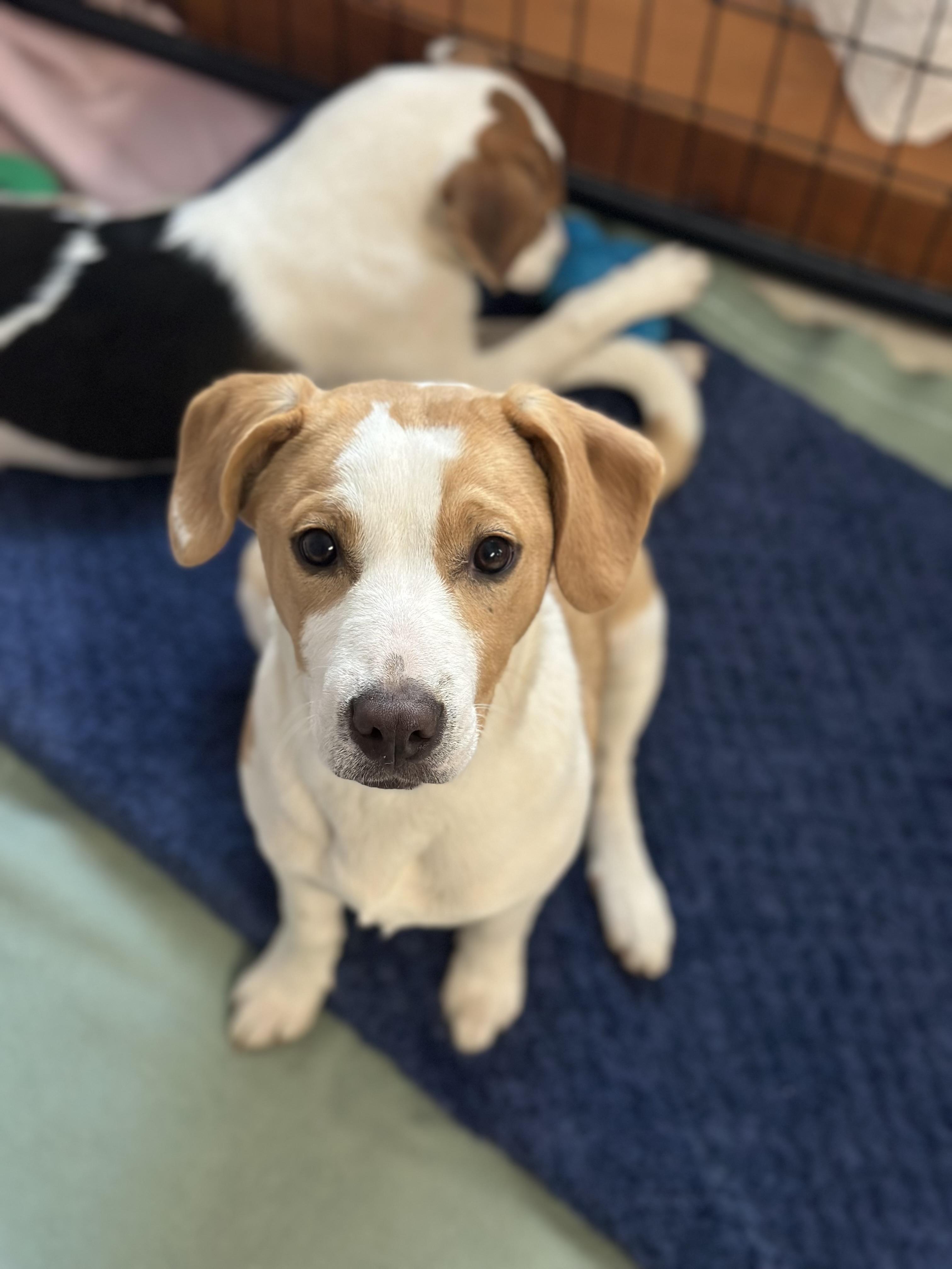 Enlarge Sully, a Adopted mixed breed in Monson, MA image 1/1