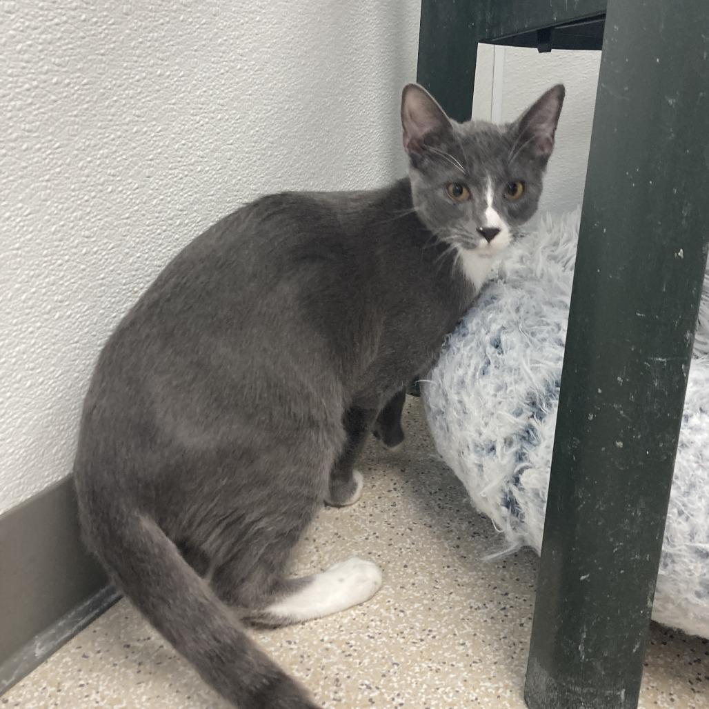 Enlarge Banks, a Adoptable Domestic Short Hair in St. Helena, CA image 1/4