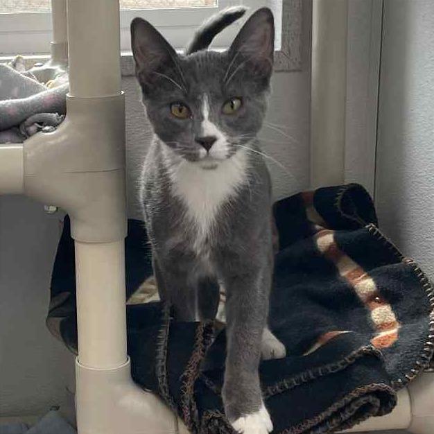 Enlarge Banks, a Adoptable Domestic Short Hair in St. Helena, CA image 2/4