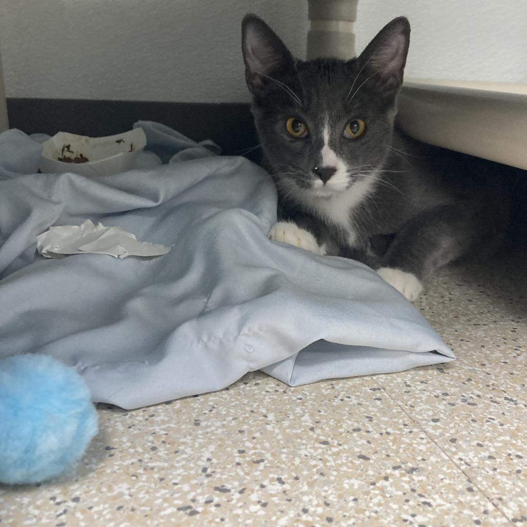 Enlarge Banks, a Adoptable Domestic Short Hair in St. Helena, CA image 3/4