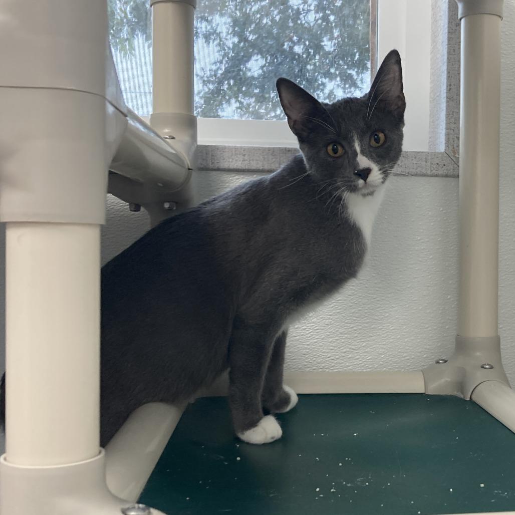 Enlarge Banks, a Adoptable Domestic Short Hair in St. Helena, CA image 4/4