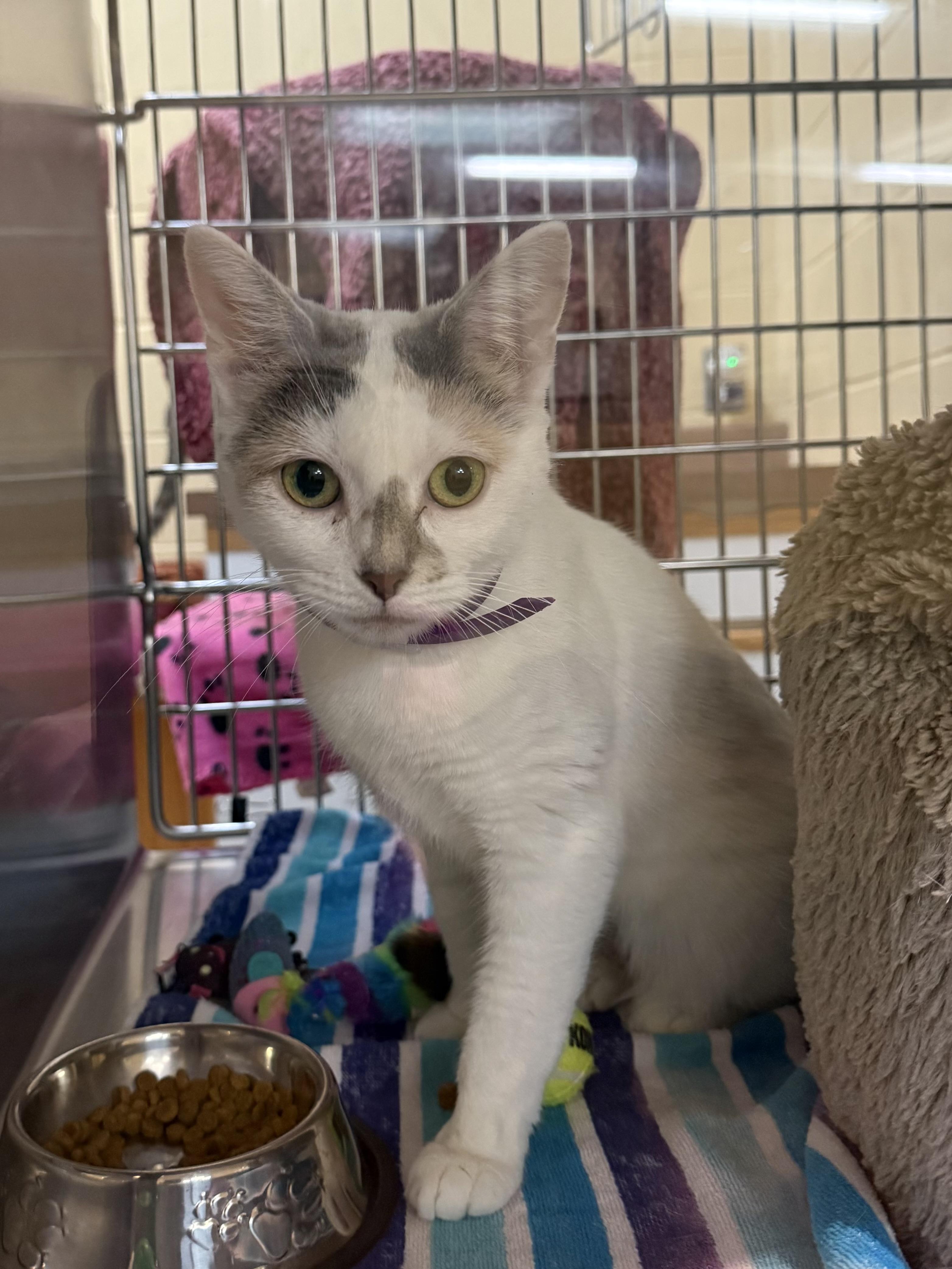 Danni, ADOPTABLE, Adult Female Domestic Short Hair.