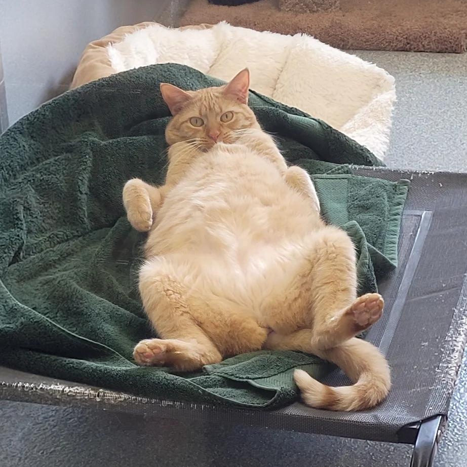 Coral, Adoptable, Adult Female Domestic Short Hair.