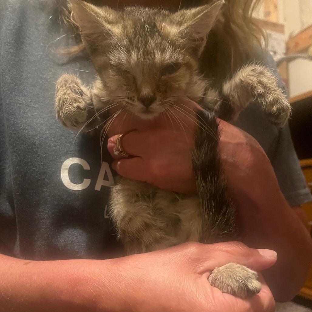 O. Jean, Adoptable, Kitten Female Domestic Short Hair & Domestic Short Hair.