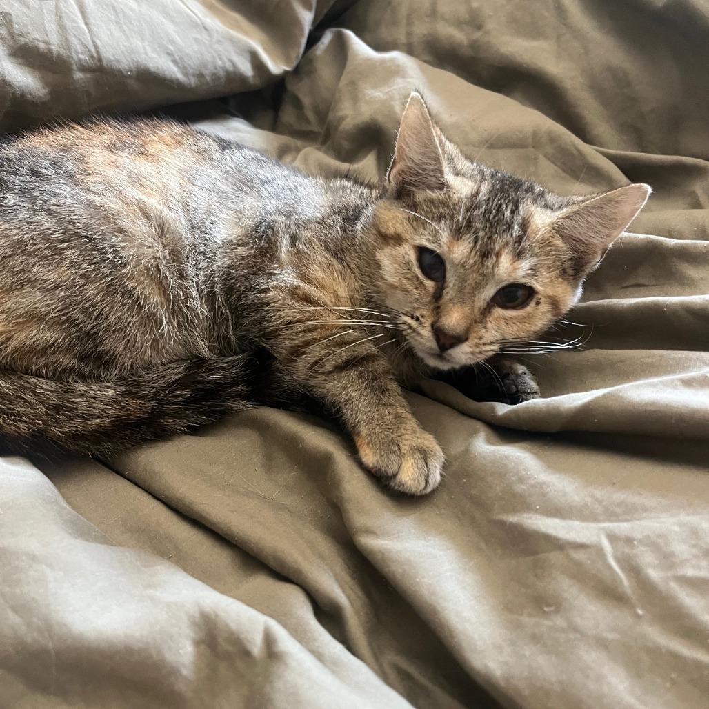 Enlarge O. Jean, a Adoptable mixed breed in La Grange, KY image 3/4