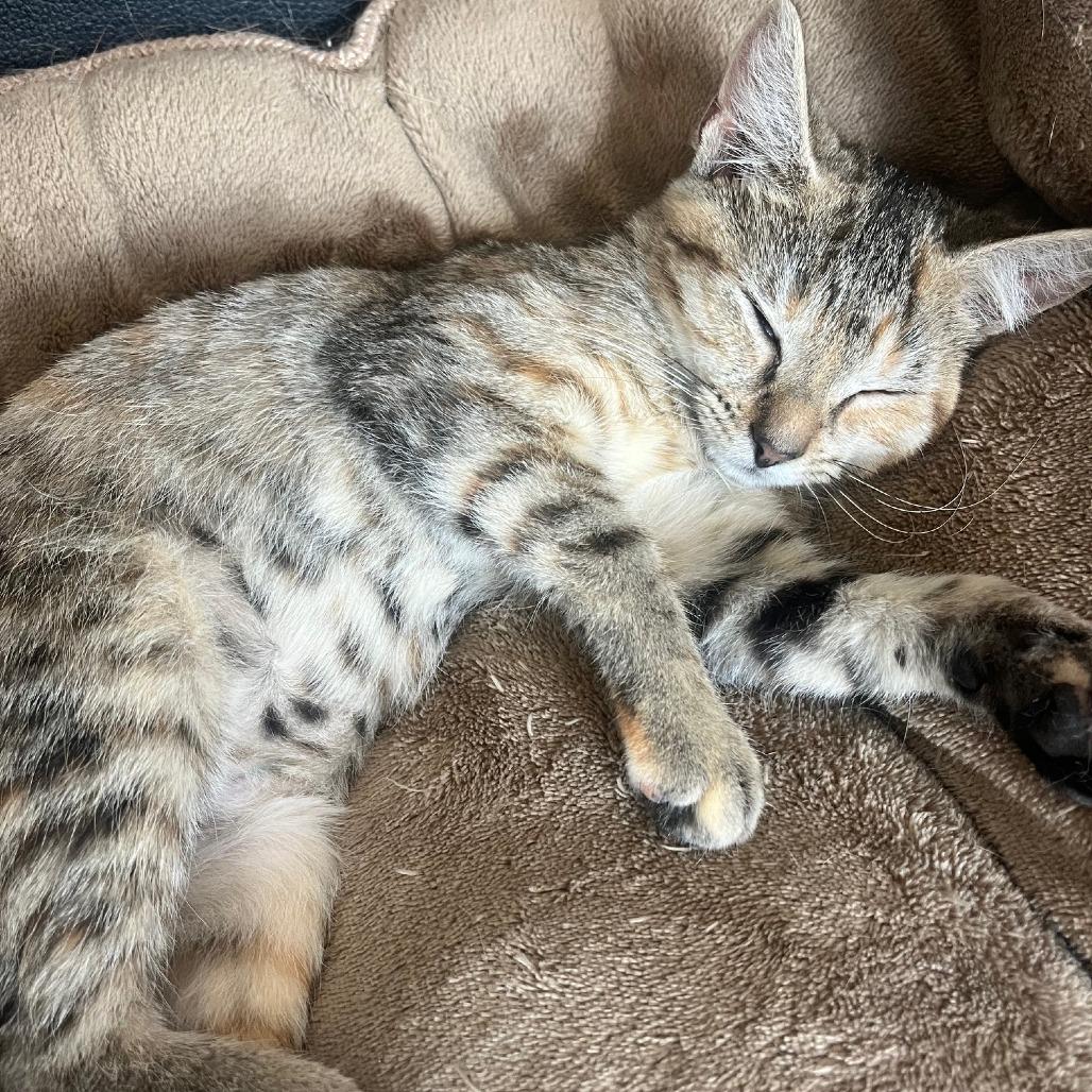 Enlarge O. Jean, a Adoptable mixed breed in La Grange, KY image 4/4