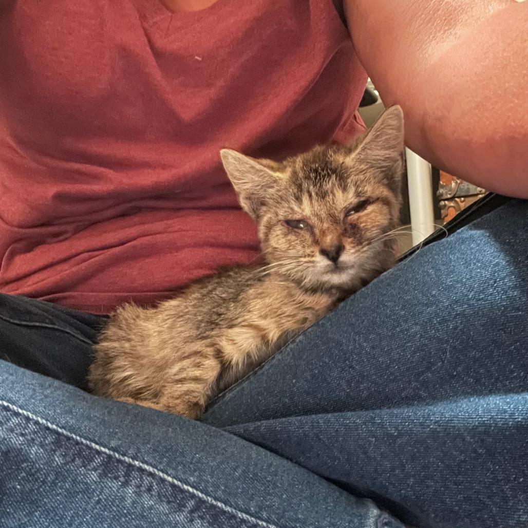 O. Jean, a Adoptable mixed breed in La Grange, KY image 4/4