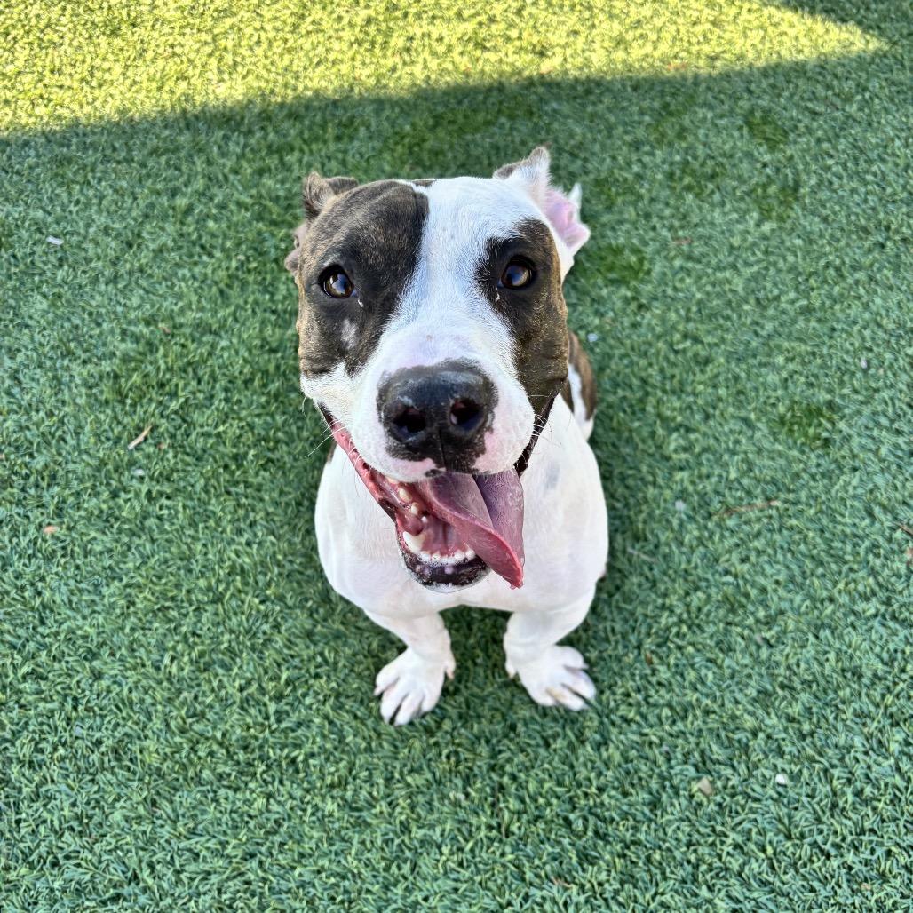 Bessy, a Adoptable Pit Bull Terrier in Henderson, NV image 1/3