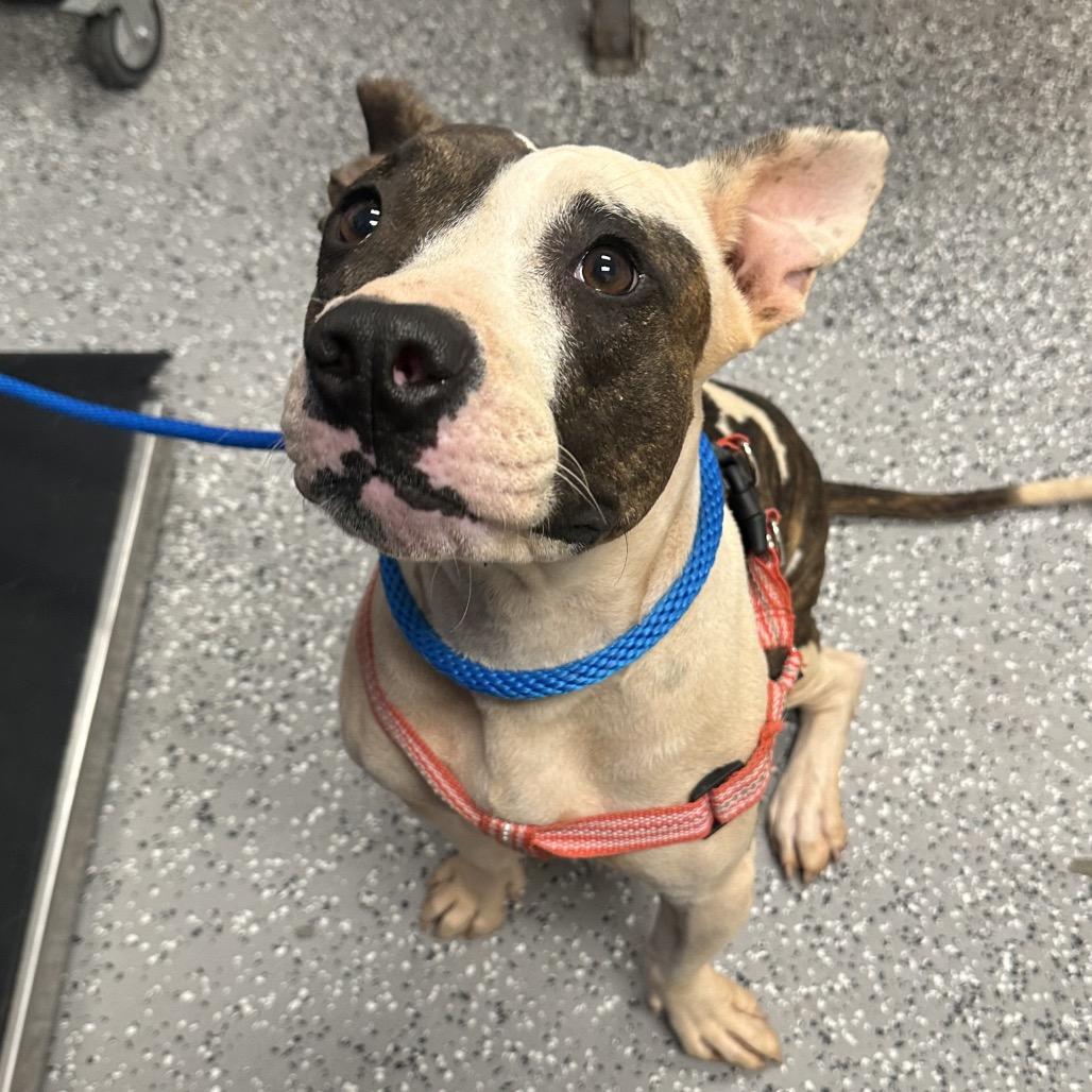 Bessy, a Adoptable Pit Bull Terrier in Henderson, NV image 2/3