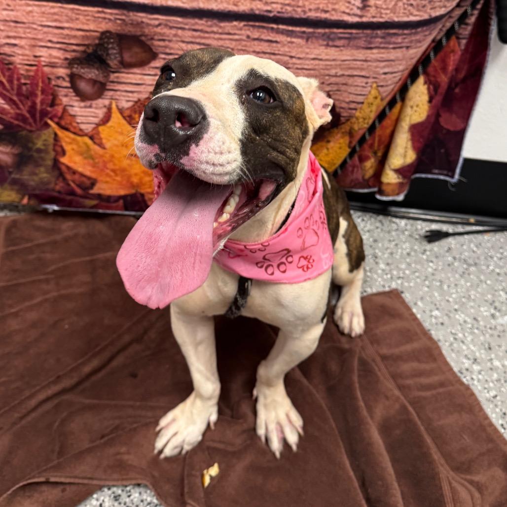 Bessy, a Adoptable Pit Bull Terrier in Henderson, NV image 3/3