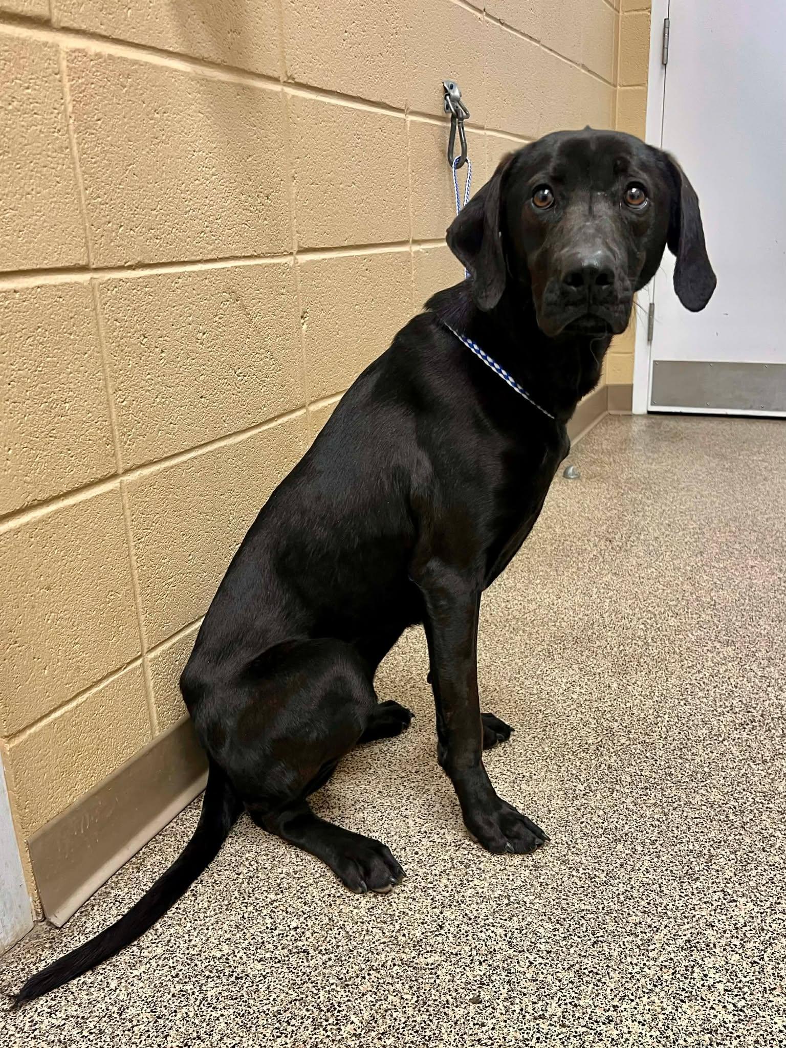 Max, adopted, Adult Male Labrador Retriever.