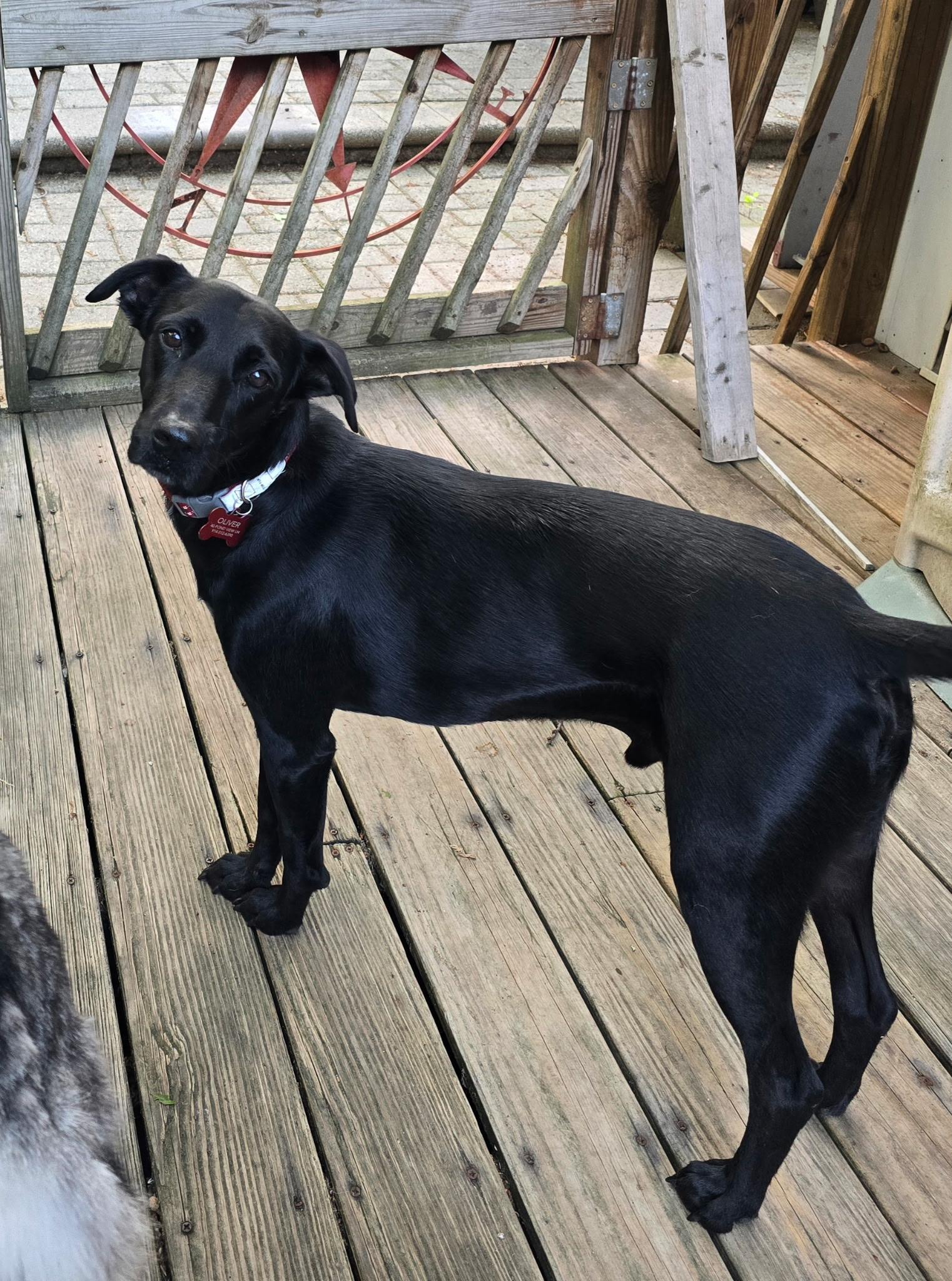 Enlarge Oliver, a ADOPTABLE mixed breed in New York, NY image 2/6