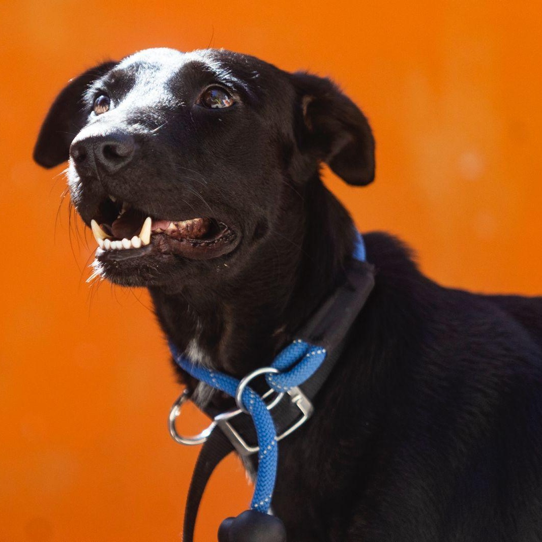 Enlarge Oliver, a ADOPTABLE mixed breed in New York, NY image 1/6