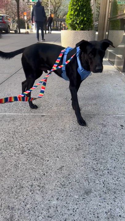 Enlarge Oliver, a ADOPTABLE mixed breed in New York, NY video 3/6