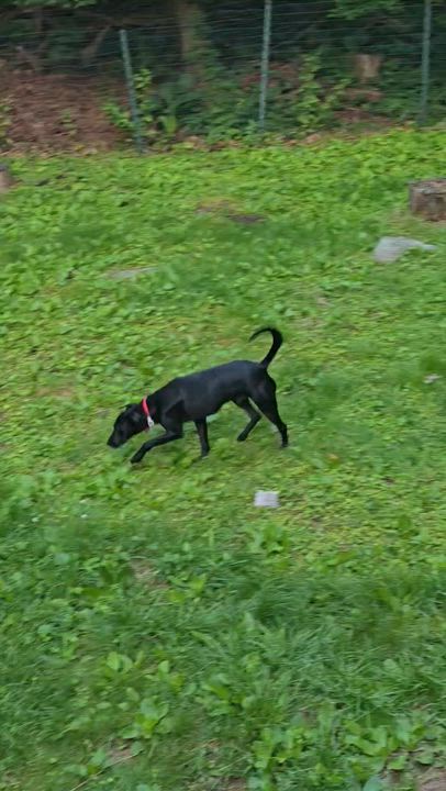 Enlarge Oliver, a ADOPTABLE mixed breed in New York, NY video 4/6