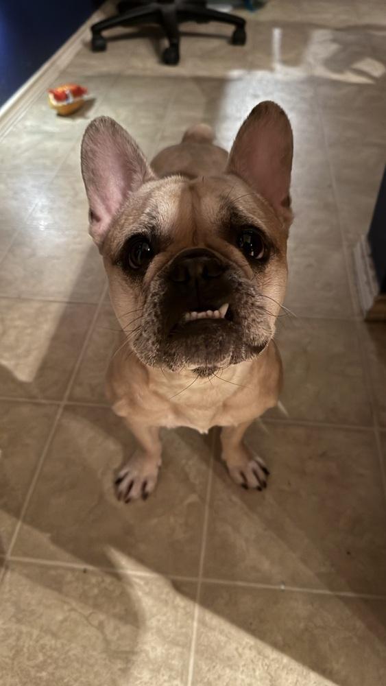 Winnie, Adoptable, Adult Female French Bulldog.