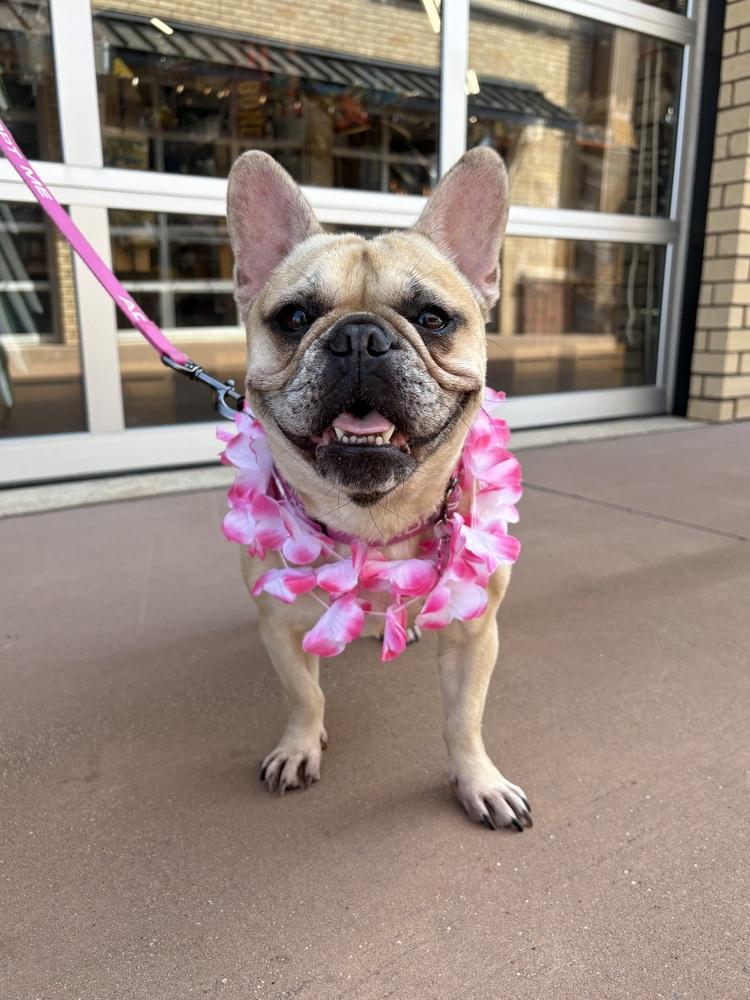 Enlarge Winnie, a Adoptable French Bulldog in Frisco, TX image 2/6
