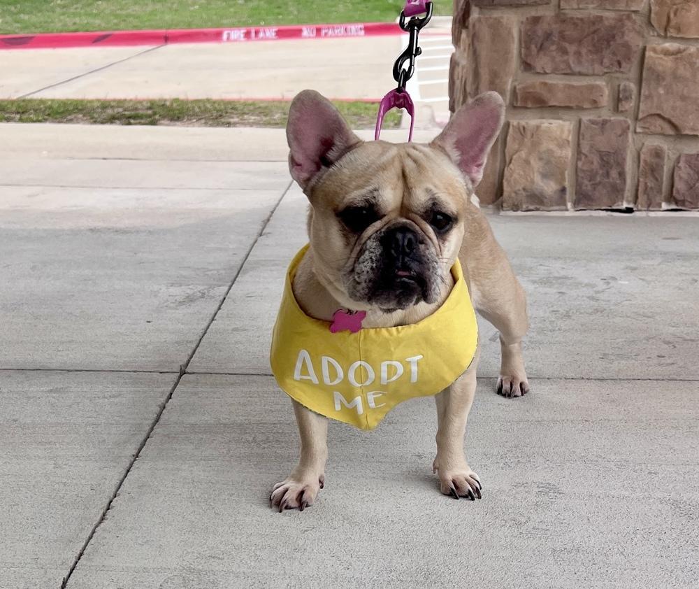 Enlarge Winnie, a Adoptable French Bulldog in Frisco, TX image 3/6