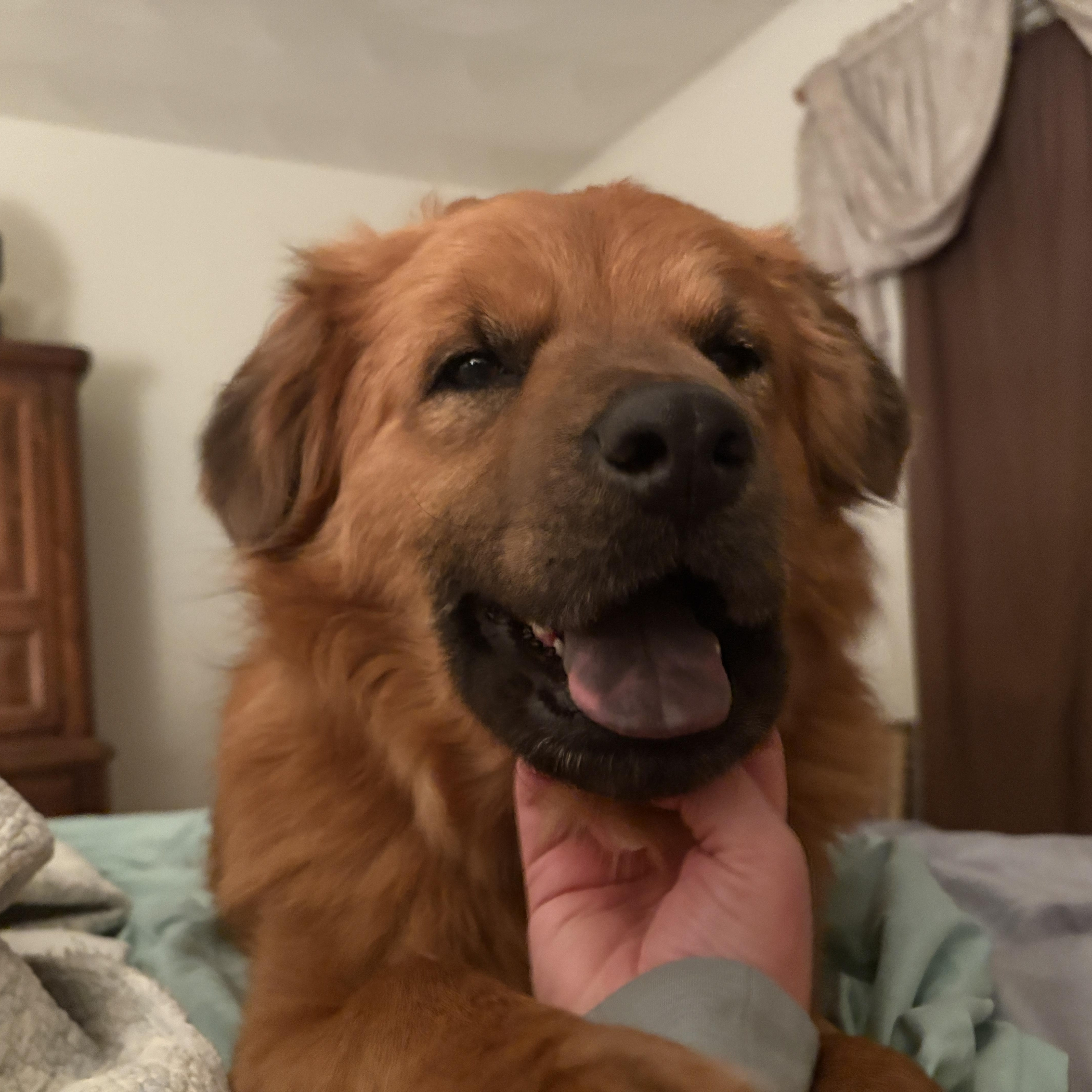 Cooper *courtesy post*, Adoptable, Adult Male Mixed Breed.