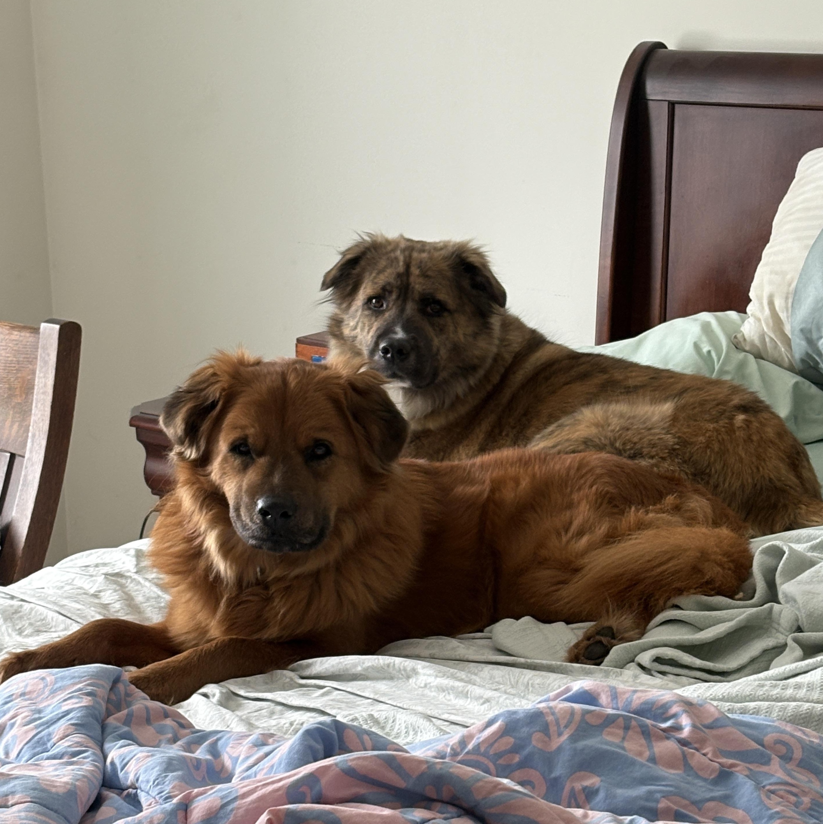 Enlarge Cooper *courtesy post*, a Adoptable mixed breed in Pittsburgh, PA image 3/6