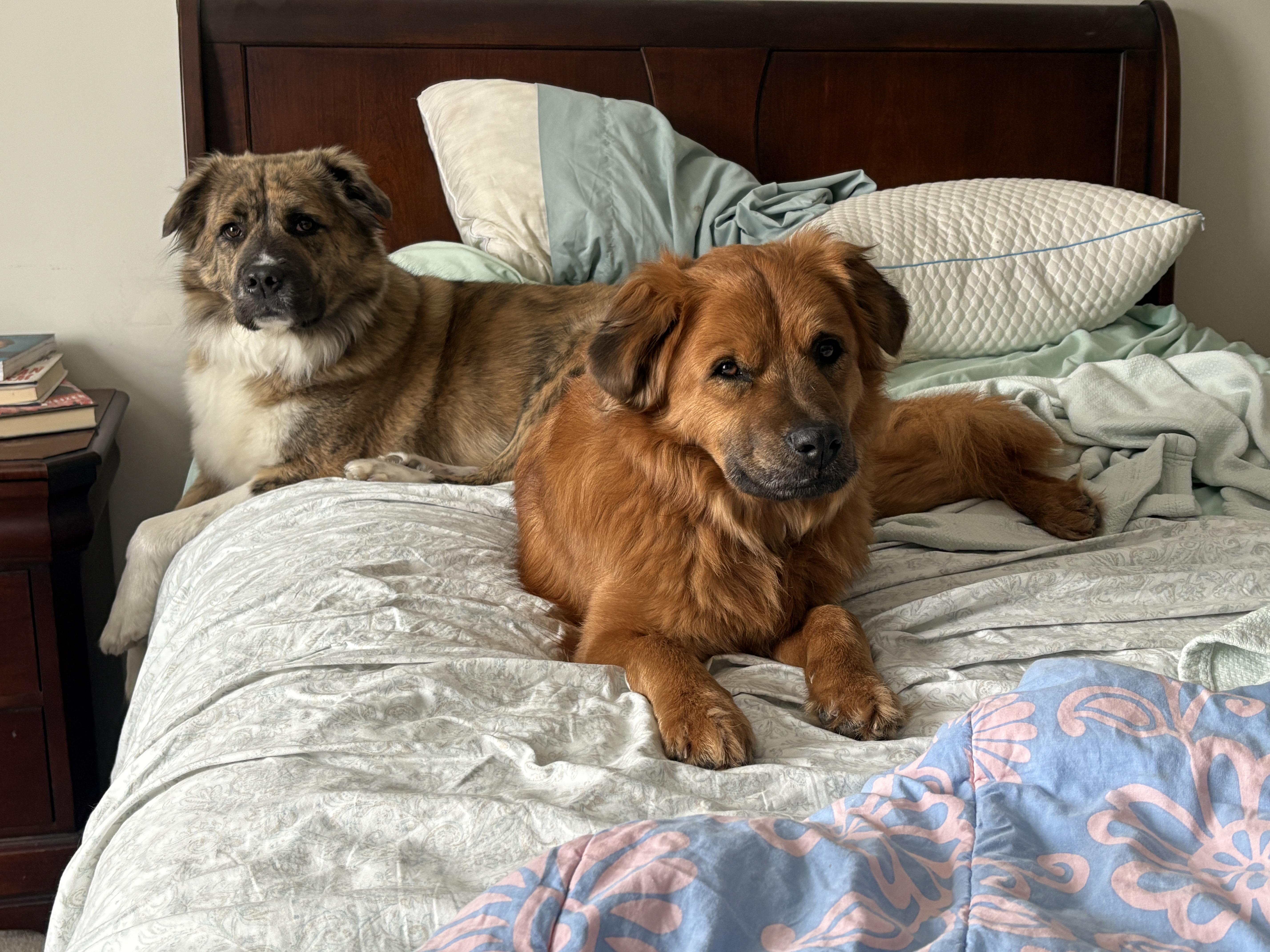 Enlarge Cooper *courtesy post*, a Adoptable mixed breed in Pittsburgh, PA image 2/6