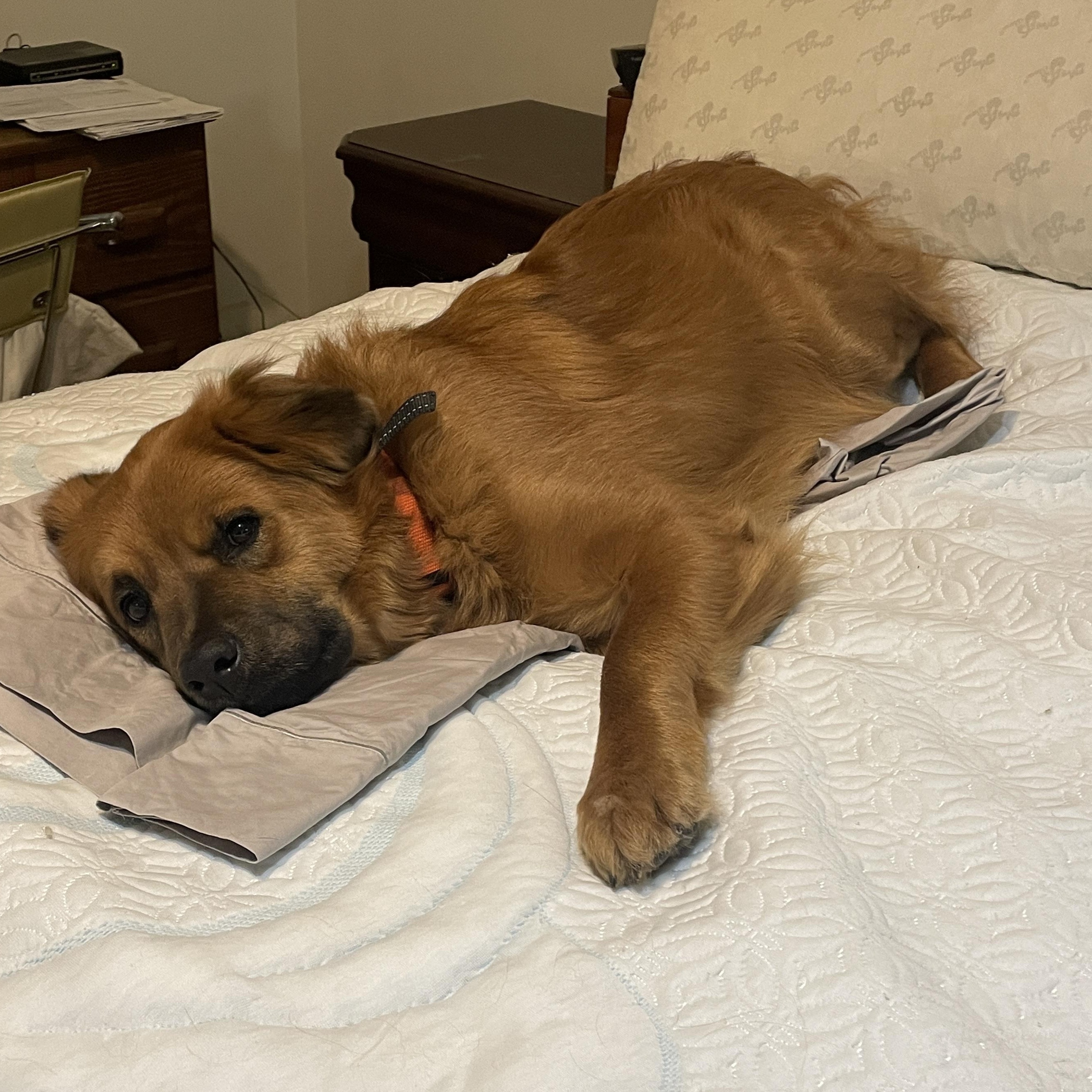 Enlarge Cooper *courtesy post*, a Adoptable mixed breed in Pittsburgh, PA image 5/6