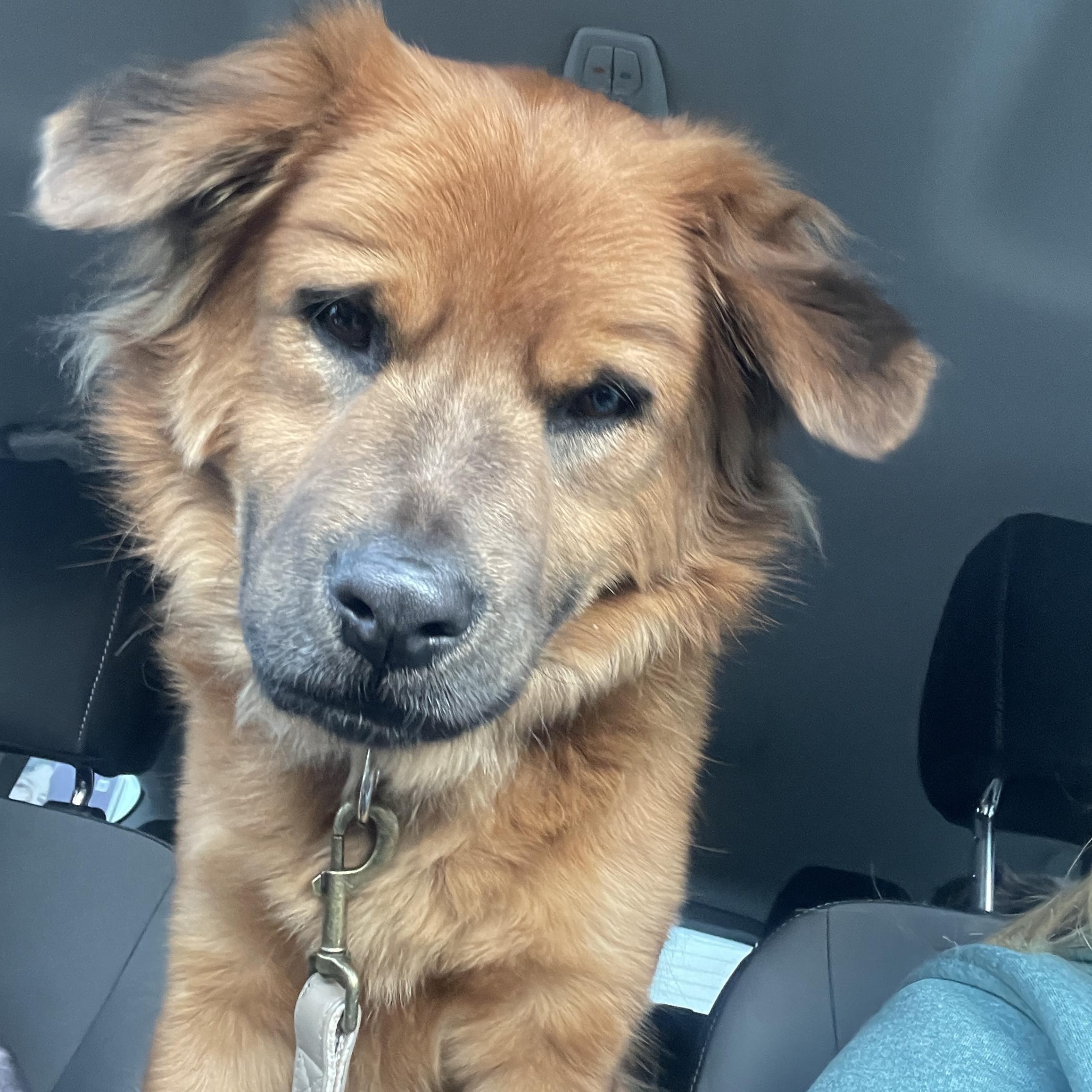 Enlarge Cooper *courtesy post*, a Adoptable mixed breed in Pittsburgh, PA image 4/6