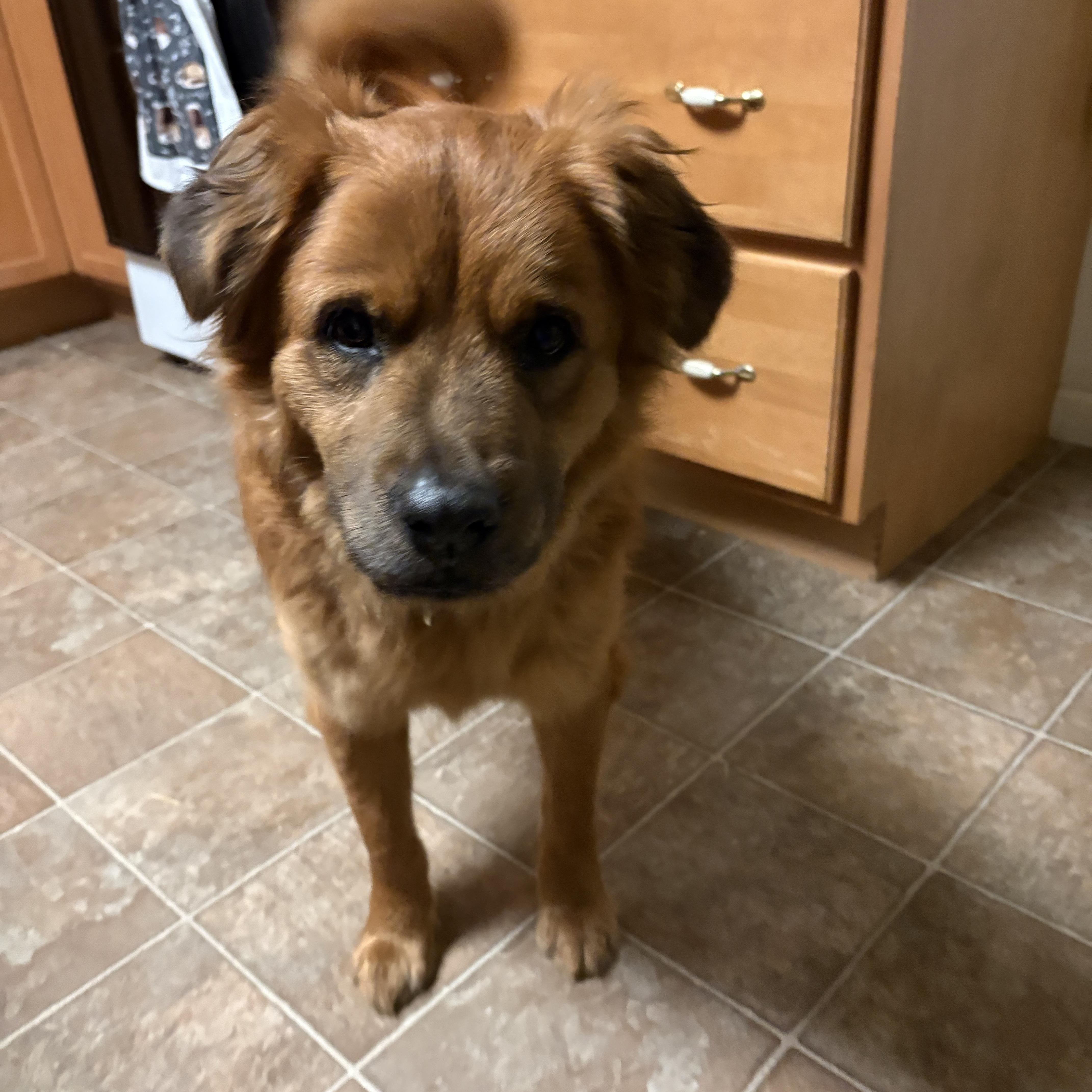 Enlarge Cooper *courtesy post*, a Adoptable mixed breed in Pittsburgh, PA image 6/6