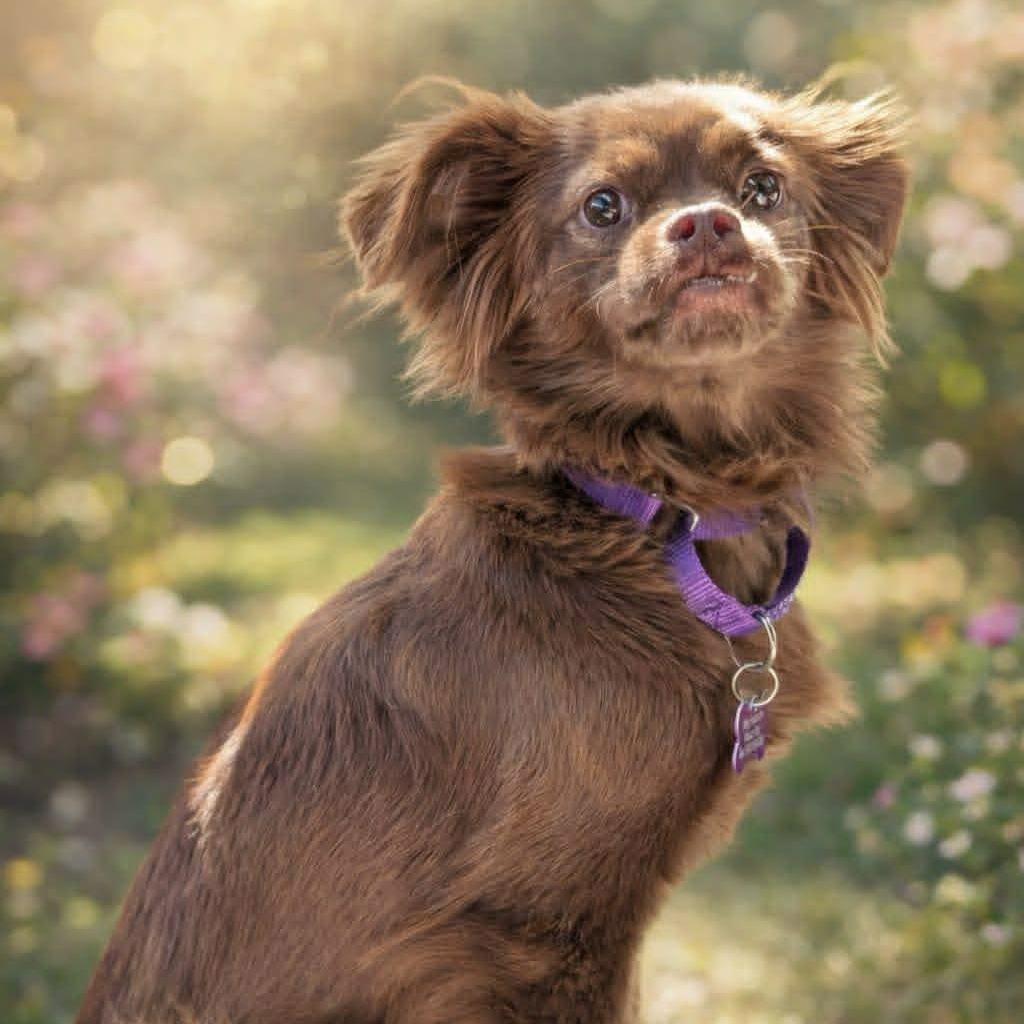 Enlarge Leela, a Adoptable mixed breed in Katy, TX image 1/3