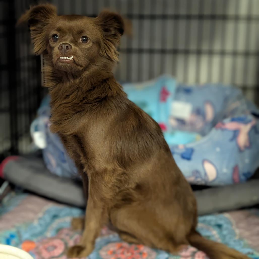 Enlarge Leela, a Adoptable mixed breed in Katy, TX image 2/3