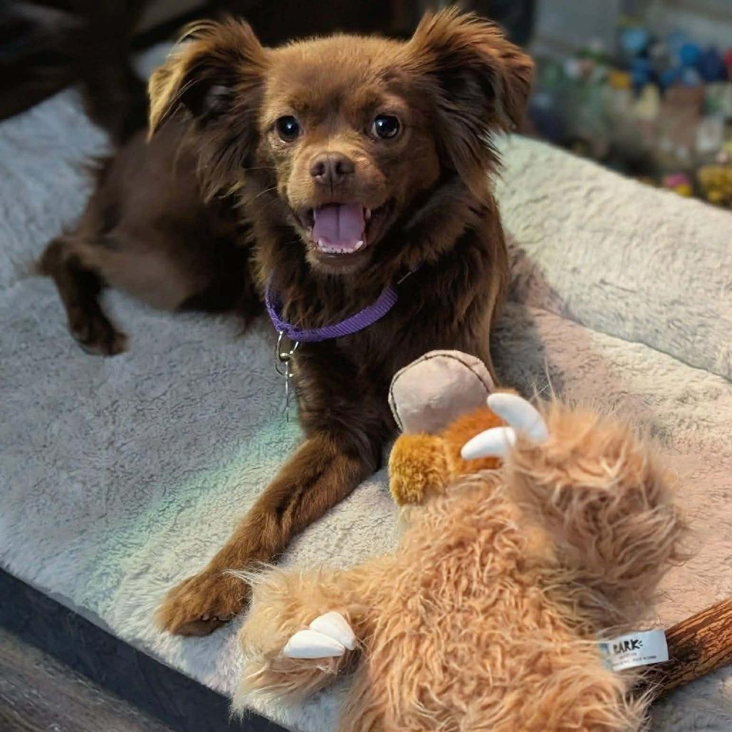 Enlarge Leela, a Adoptable mixed breed in Katy, TX image 3/3