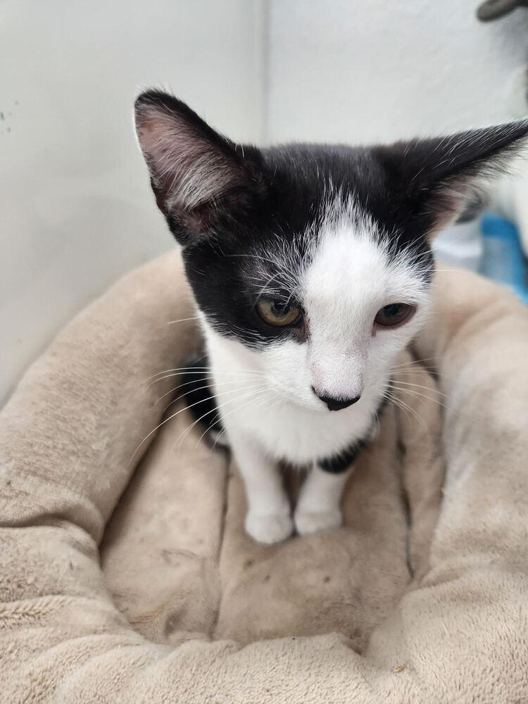 Jerry, Adoptable, Kitten Male Domestic Short Hair.