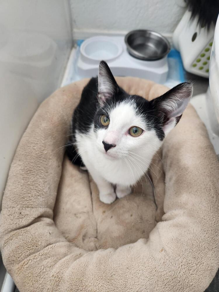 Enlarge Jerry, a Adoptable Domestic Short Hair in Lancaster, CA image 2/4