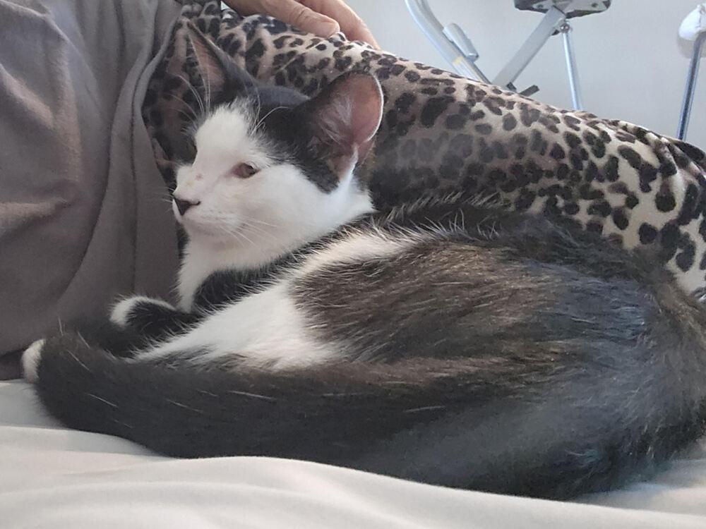 Enlarge Jerry, a Adoptable Domestic Short Hair in Lancaster, CA image 3/5