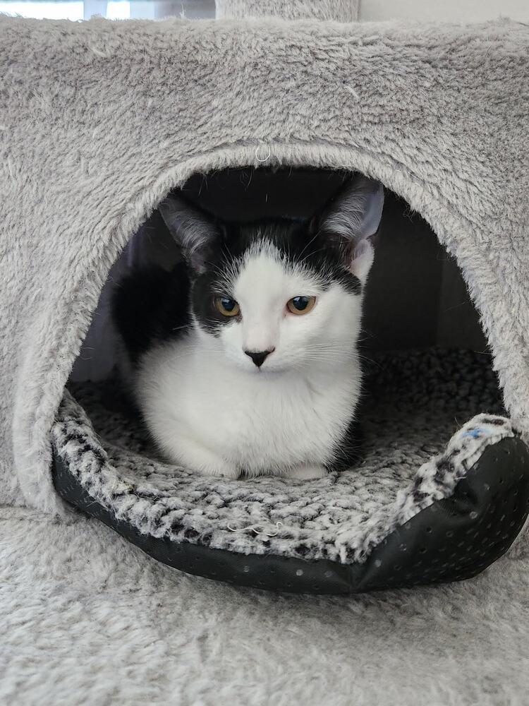 Enlarge Jerry, a Adoptable Domestic Short Hair in Lancaster, CA image 3/4