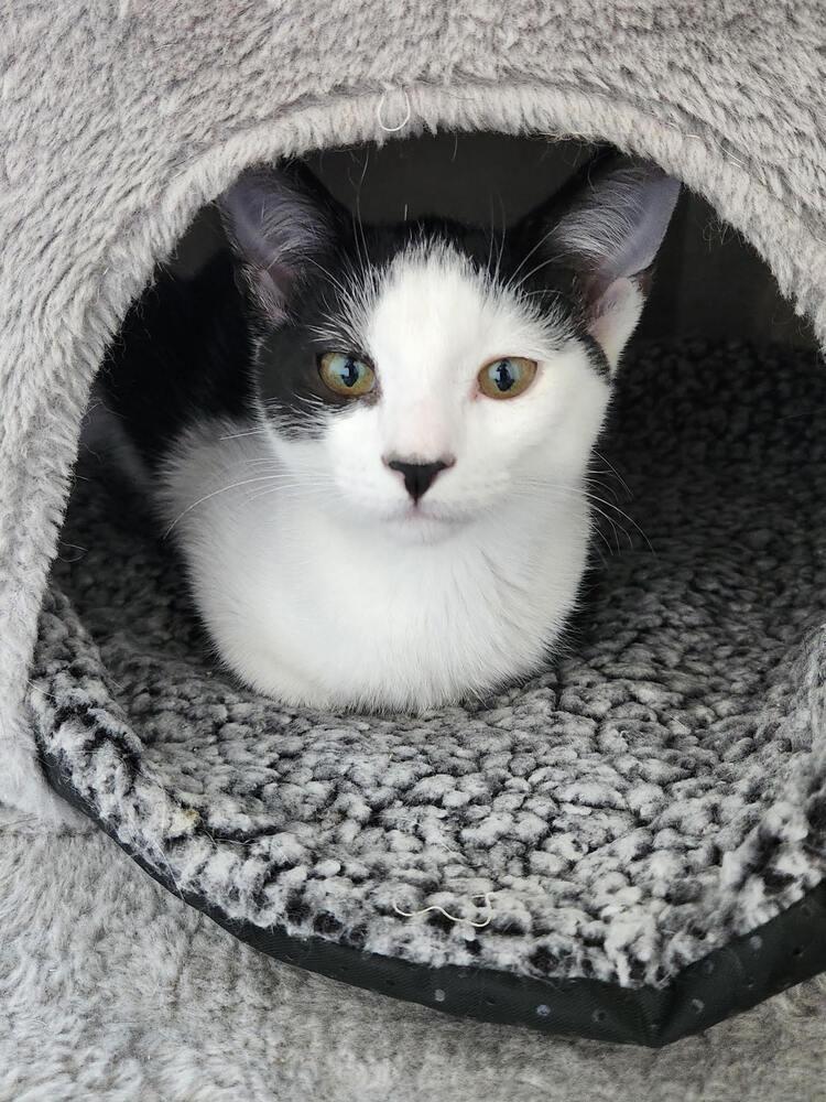 Enlarge Jerry, a Adoptable Domestic Short Hair in Lancaster, CA image 4/4