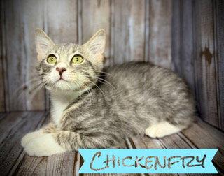 Chickenfry, Adoptable, Young Male Tabby.